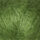 clover-green
